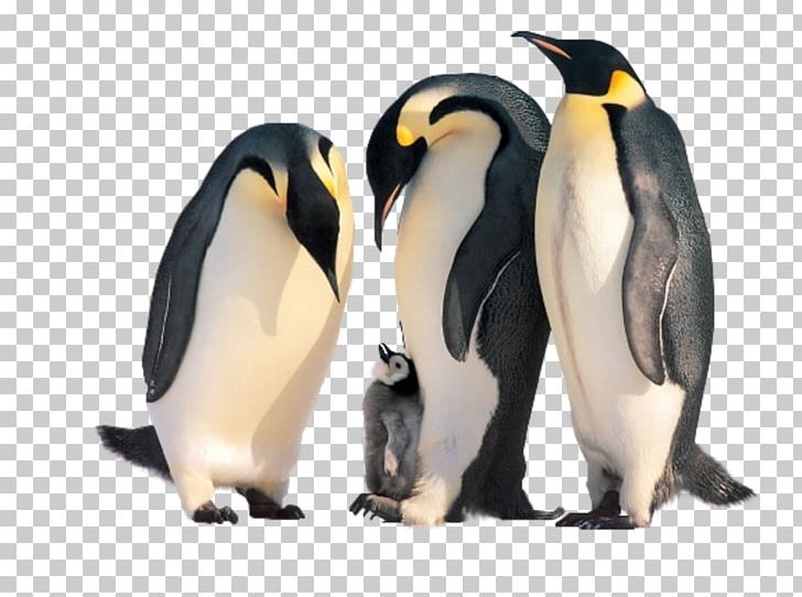 Penguin Kitten Cat Family Animal PNG, Clipart, Animals, Automobile Mechanic, Beak, Bird, Birds Free PNG Download