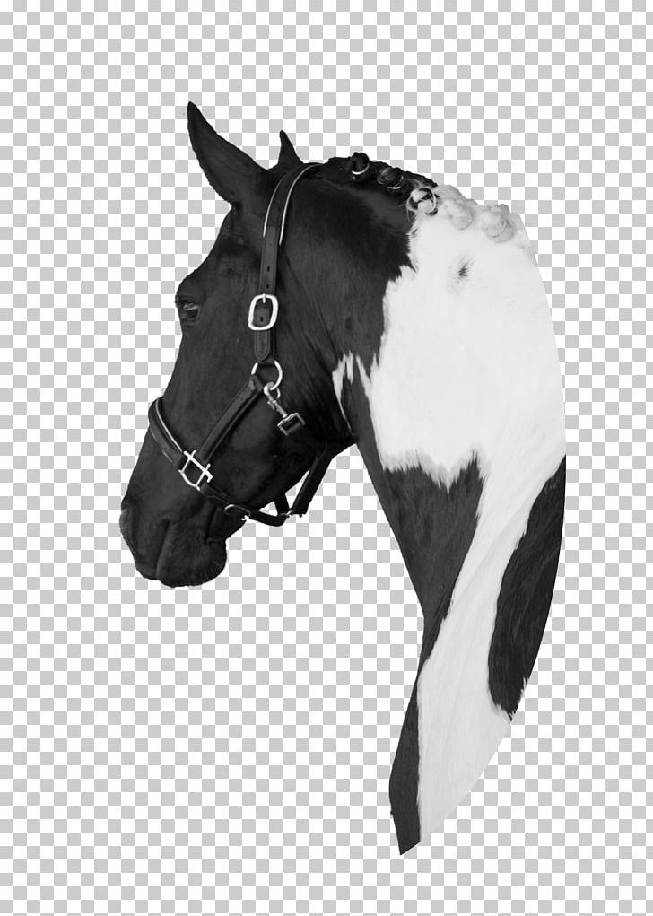 Pintabian Mustang Barock Pinto Halter Pony PNG, Clipart, Black, Black And White, Blog, Braid, Bridle Free PNG Download