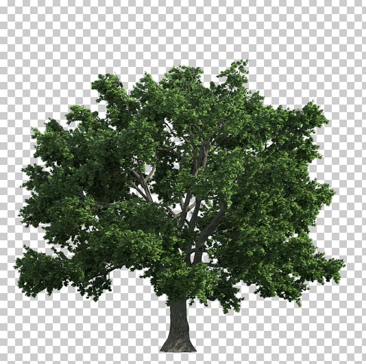 Tree English Oak PNG, Clipart, Branch, Download, Encapsulated Postscript, English Oak, Evergreen Free PNG Download