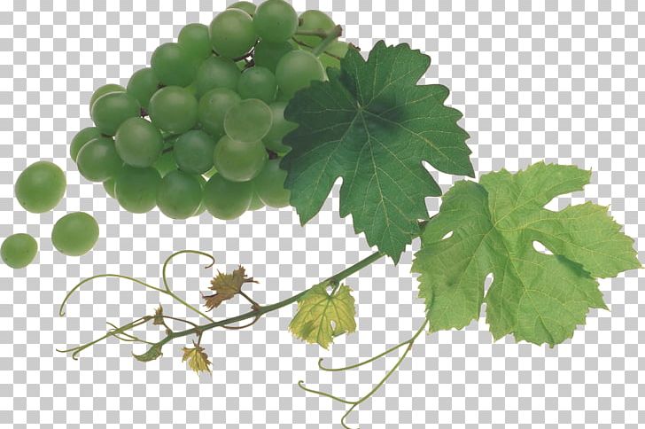 Common Grape Vine Sultana Verjuice PNG, Clipart, Berry, Food, Fruit, Fruit Nut, Grape Free PNG Download