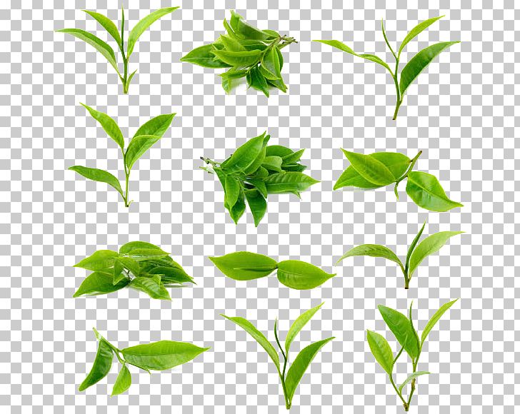 Green Tea Matcha Leaf Stock Photography PNG, Clipart, Black Tea, Branch, Bubble Tea, Camellia Sinensis, Flower Free PNG Download