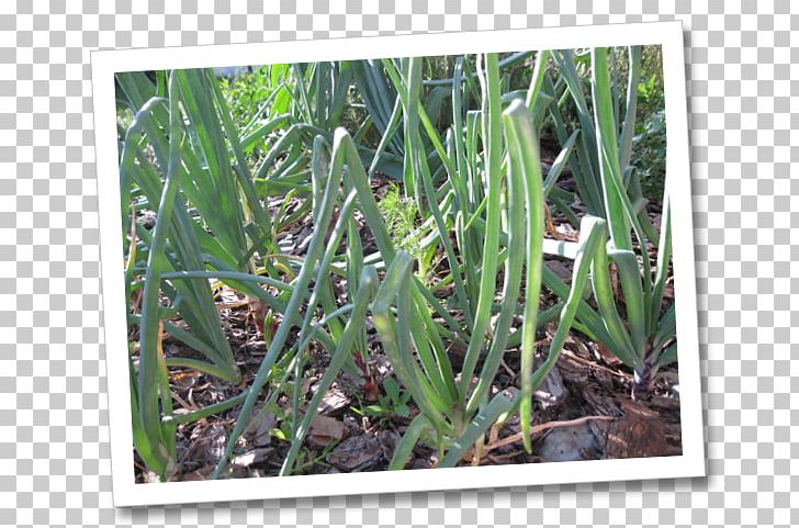 Sweet Grass Grasses Plant Stem PNG, Clipart, Fennel Seeds, Grass, Grasses, Grass Family, Herb Free PNG Download