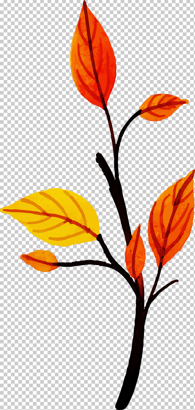 Autumn Leaf Colorful Leaf PNG, Clipart, Autumn Leaf, Branch, Colorful Leaf, Cut Flowers, Leaf Free PNG Download
