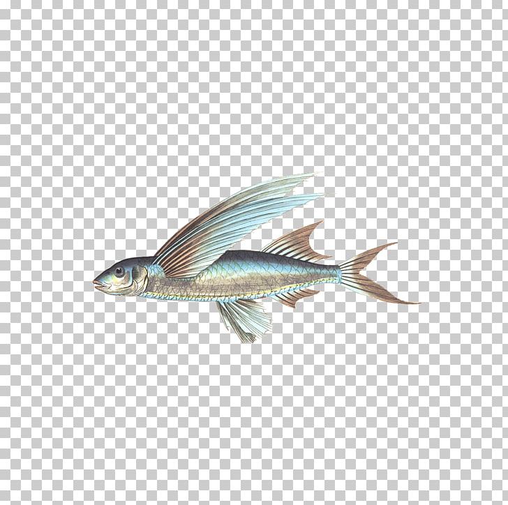 Fishing Seafood PNG, Clipart, Animal, Animals, Bony Fish, Carp, Catfish Free PNG Download