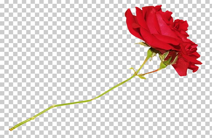 Garden Roses Cut Flowers Carnation Bud PNG, Clipart, Bud, Carnation, Closeup, Cut Flowers, Flower Free PNG Download