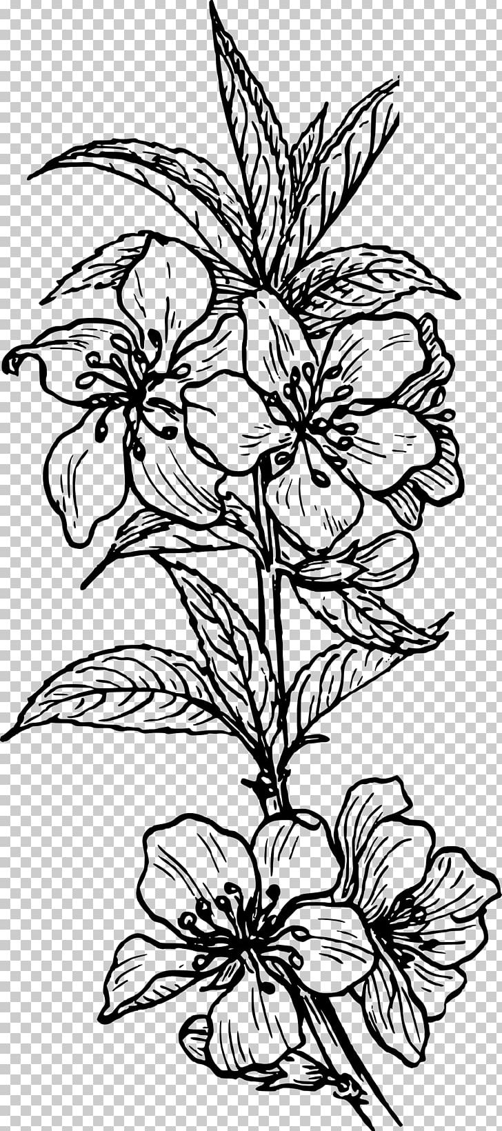 Plant PNG, Clipart, Almond, Art, Artwork, Black And White, Botany Free PNG Download