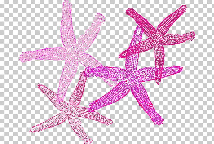 Starfish PNG, Clipart, Animals, Animated, Animation, Clip, Echinoderm Free PNG Download