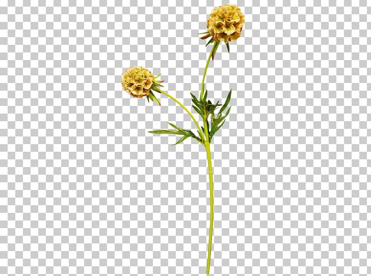 Daisy Family Plant Stem Common Daisy PNG, Clipart, Common Daisy, Daisy Family, Family, Flora, Flower Free PNG Download