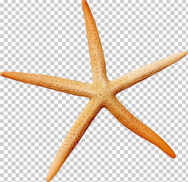 Starfish Icon PNG, Clipart, Abstract Material, Animals, Decoration, Designer, Download Free PNG Download