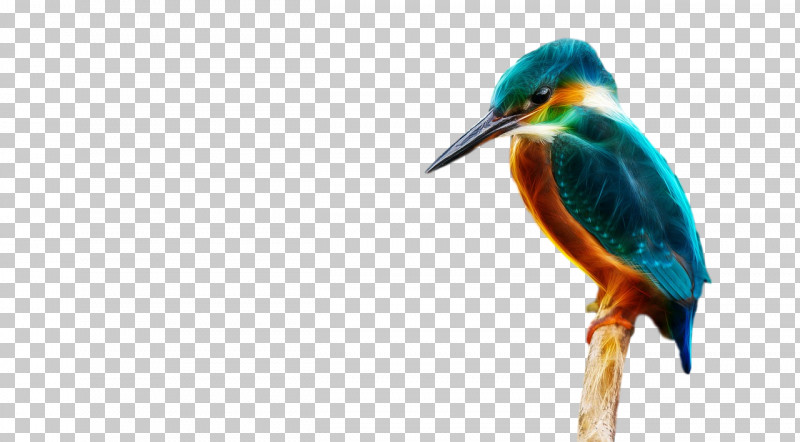Feather PNG, Clipart, Beak, Birds, Cartoon, Common Kingfisher, Coraciiformes Free PNG Download