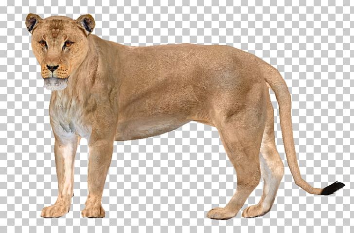East African Lion Zoo Tycoon 2 Asiatic Lion American Lion Desktop PNG, Clipart, American Lion, Asiatic Lion, Big Cats, Carnivoran, Cat Like Mammal Free PNG Download