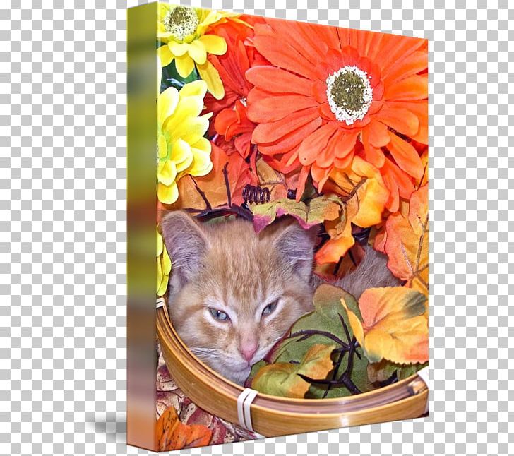 Whiskers Kitten Tabby Cat PNG, Clipart, Carnivoran, Cat, Cat Like Mammal, Falling Flower, Flower Free PNG Download