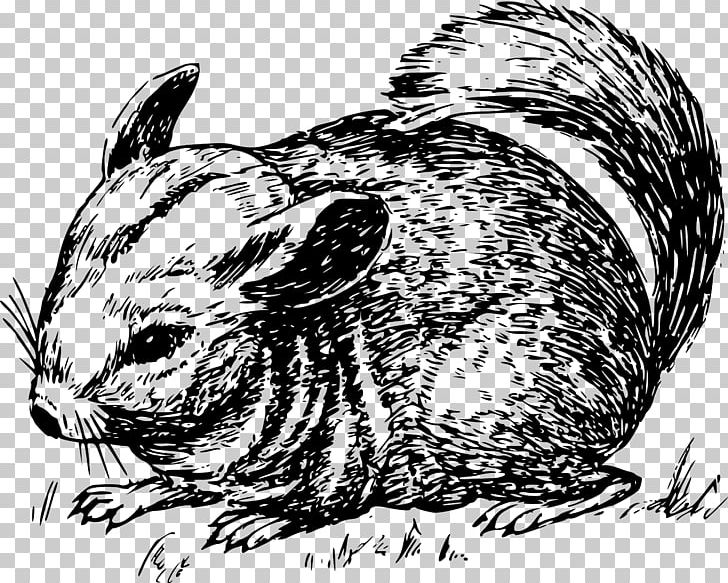 Chinchilla PNG, Clipart, Black And White, Carnivoran, Chinchilla, Computer Icons, Domestic Rabbit Free PNG Download