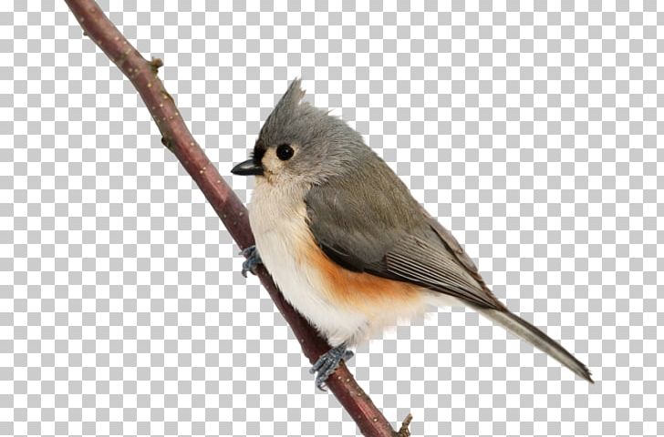 Cute Birds Common Nightingale PNG, Clipart, Animals, Beak, Bird, Birdie, Branch Free PNG Download