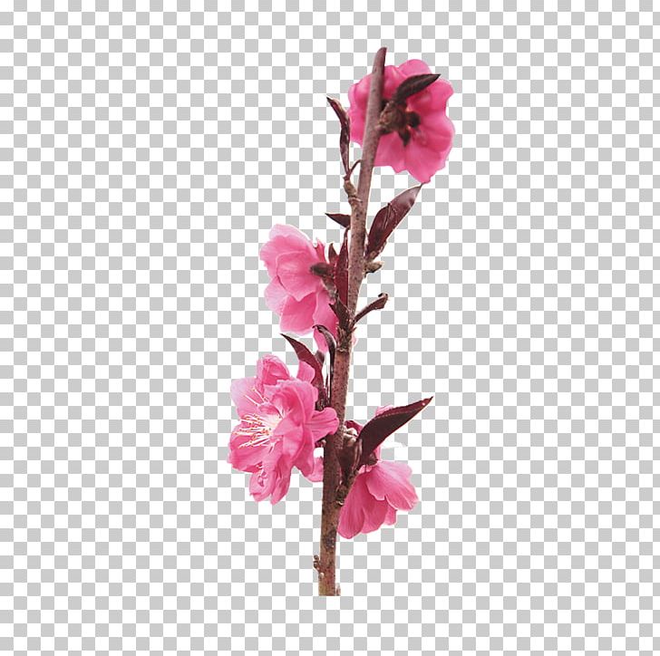 Humour Joke Poster PNG, Clipart, Animation, Arts, Branch, Cartoon, Cherry Blossom Free PNG Download