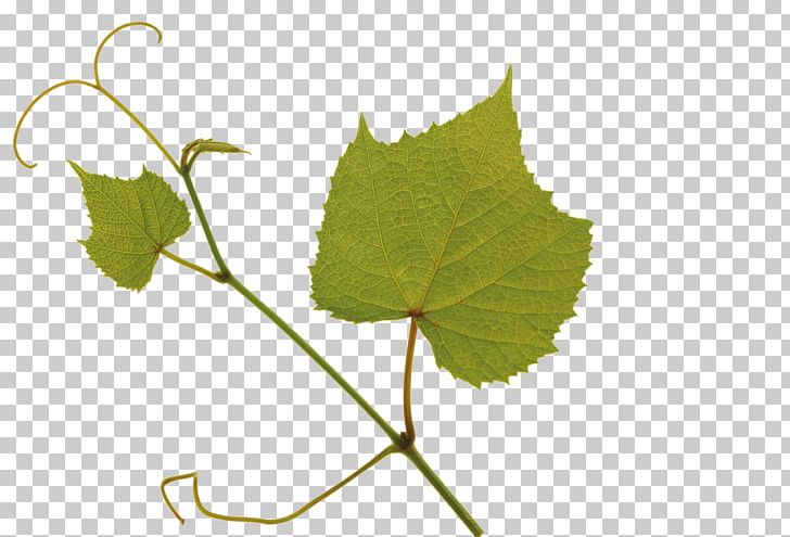 Kyoho Leaf Grape Green PNG, Clipart, Autumn Leaf, Computer Wallpaper, Decorative, Decorative Material, Encapsulated Postscript Free PNG Download