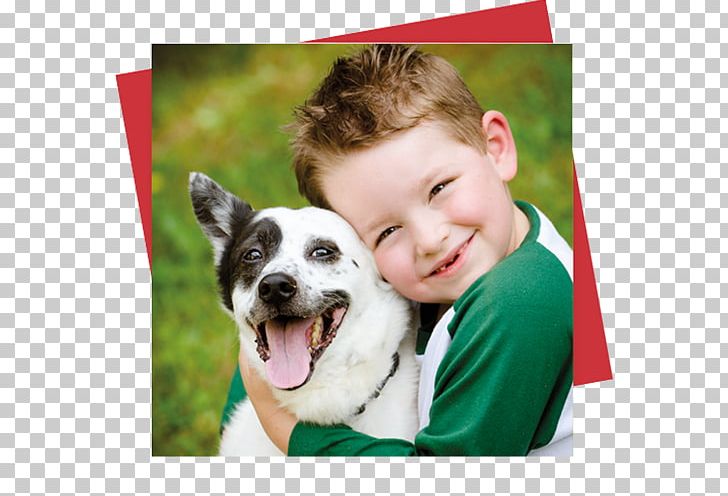 Australian Cattle Dog Pet Veterinarian Clinique Vétérinaire PNG, Clipart, Animal, Animals, Animal Shelter, Animal Welfare, Australian Cattle Dog Free PNG Download