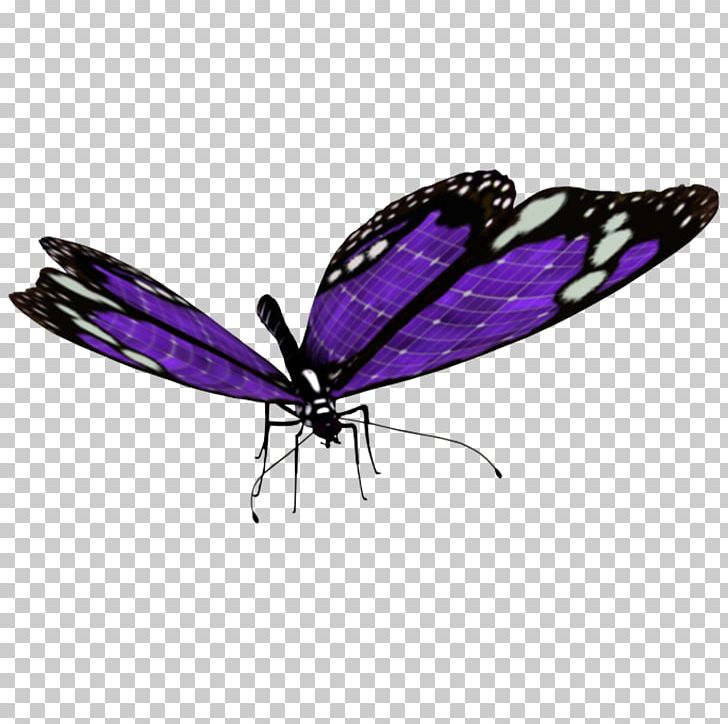 Butterfly Photography PNG, Clipart, Albom, Arthropod, Brush Footed Butterfly, Butterflies And Moths, Butterfly Free PNG Download