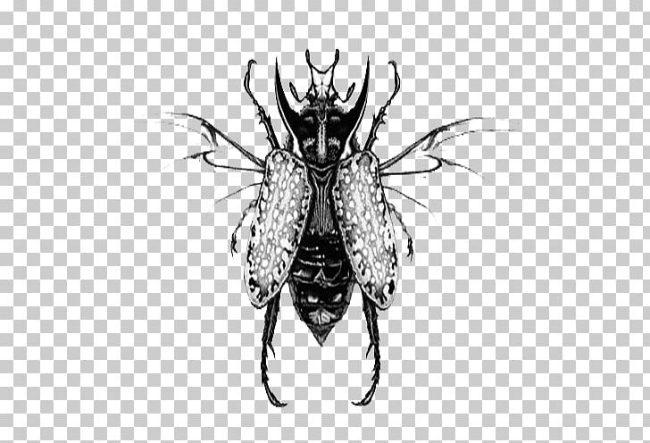 Cockroach Black And White Illustration PNG, Clipart, Animals, Arthropod, Background Black, Black, Black Background Free PNG Download