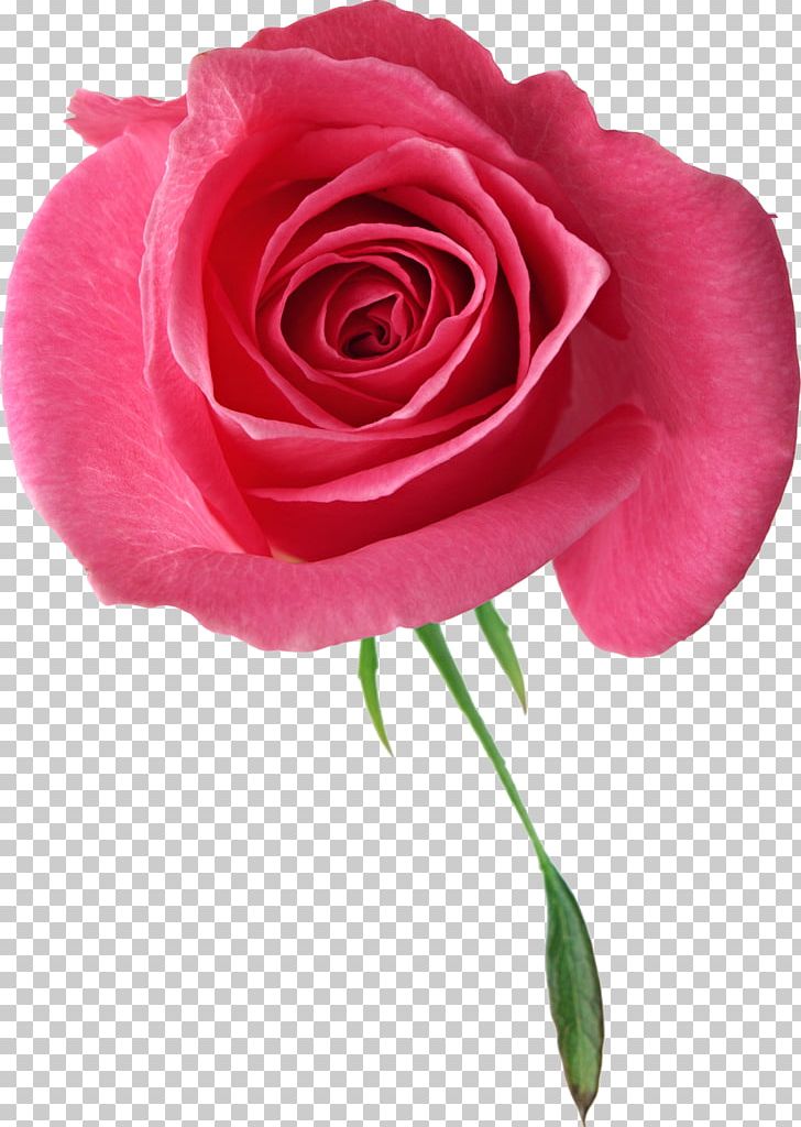 Garden Roses PNG, Clipart, Color, Cut Flowers, Display Resolution, Floribunda, Flower Free PNG Download