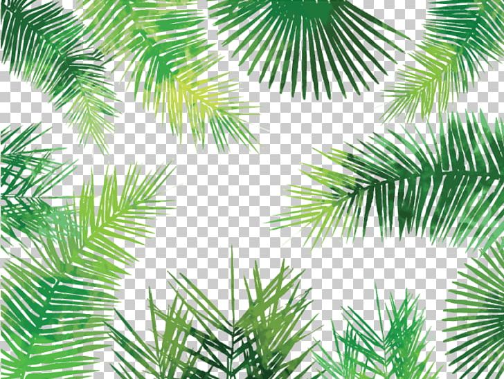 Asian Palmyra Palm Arecaceae Palm-leaf Manuscript Tree PNG, Clipart, Arecaceae, Arecales, Asian Palmyra Palm, Borassus, Borassus Flabellifer Free PNG Download