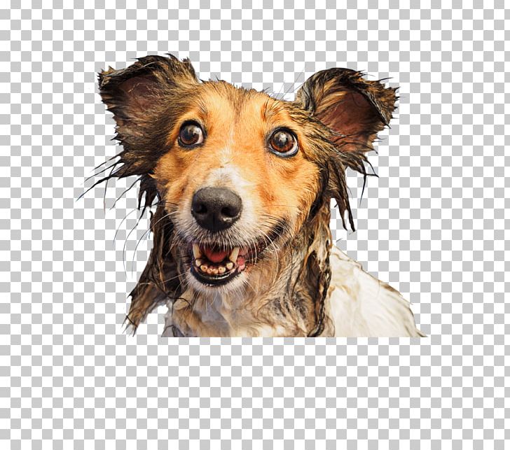 Dog Breed Golden Retriever Puppy Pug Companion Dog PNG, Clipart, Animals, Cachorro, Carnivoran, Companion Dog, Cuteness Free PNG Download