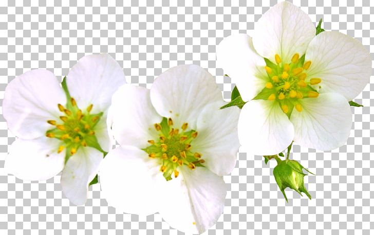 Flower Bouquet PNG, Clipart, Abstract, Fine, Flower, Flowering Plant, Flowers Free PNG Download