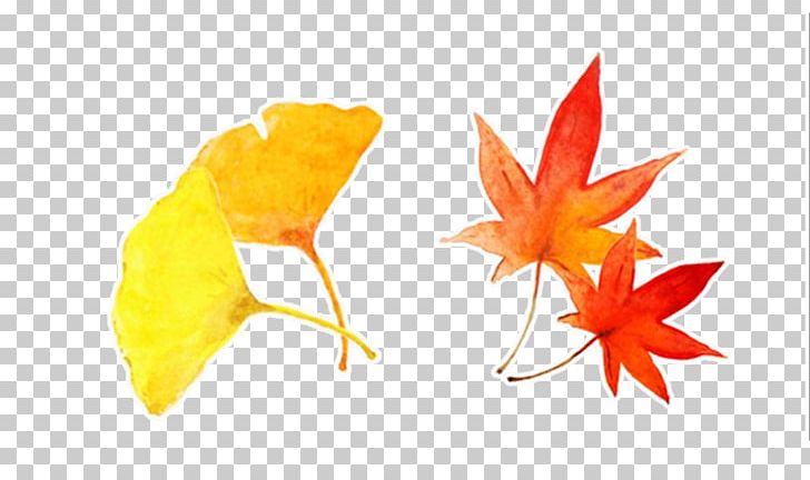 Ginkgo Biloba Maple Leaf Autumn Yellow PNG, Clipart, Autumn, Computer Wallpaper, Deciduous, Fall Leaves, Ginkgo Free PNG Download