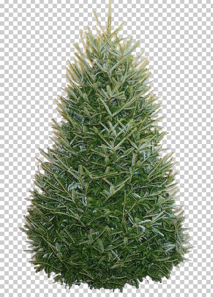 Fraser Fir Christmas Tree Nordmann Fir PNG, Clipart, Artificial Christmas Tree, Balsam Fir, Christmas, Christmas Decoration, Christmas Lights Free PNG Download