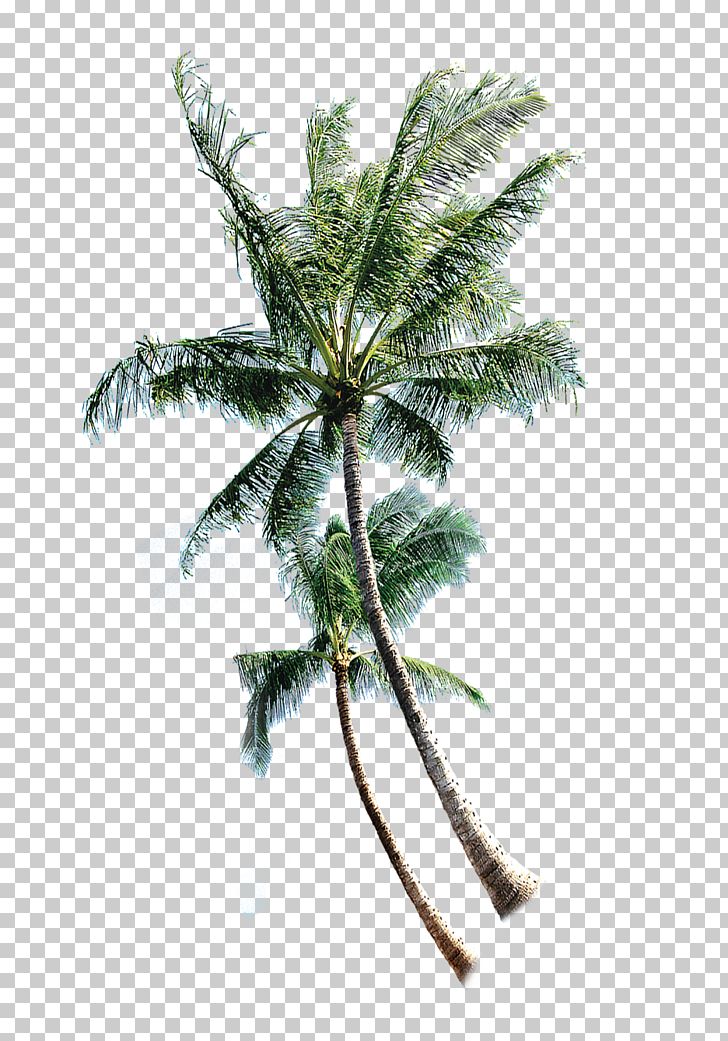 Coconut Tree Euclidean PNG, Clipart, Asia, Branch, Christmas Tree, Coconut, Coconut Trees Free PNG Download
