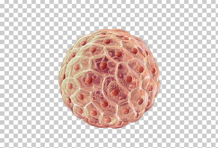 Hematopoietic Stem Cell Cellular Differentiation Stem-cell Therapy PNG, Clipart, Ageing, Cancer Stem Cell, Cell, Cell Phone, Download Free PNG Download
