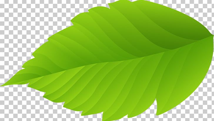 Leaf Nature PNG, Clipart, Background Green, Breath, Euclidean Vector, Fall Leaves, Fresh Free PNG Download