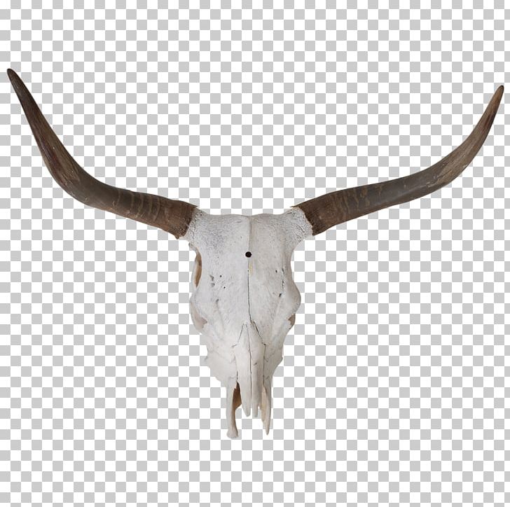 Texas Longhorn Bull Skull Bone PNG, Clipart, Animal, Animals, Antler, Bone, Breed Free PNG Download