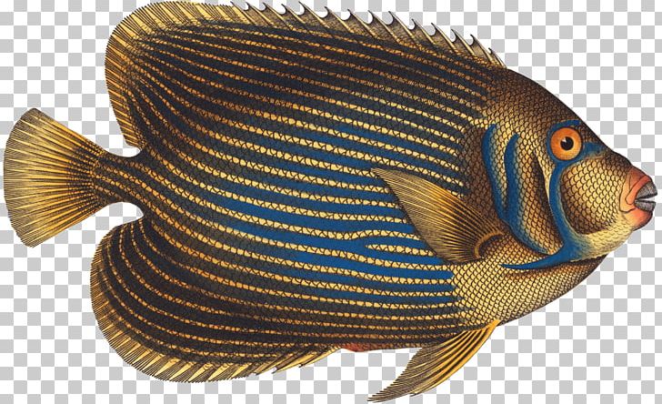 Tilapia Marine Biology Ichthyology Histoire Naturelle Auction PNG, Clipart, Angelfish, Auction, Biology, Bony Fish, Face Card Free PNG Download