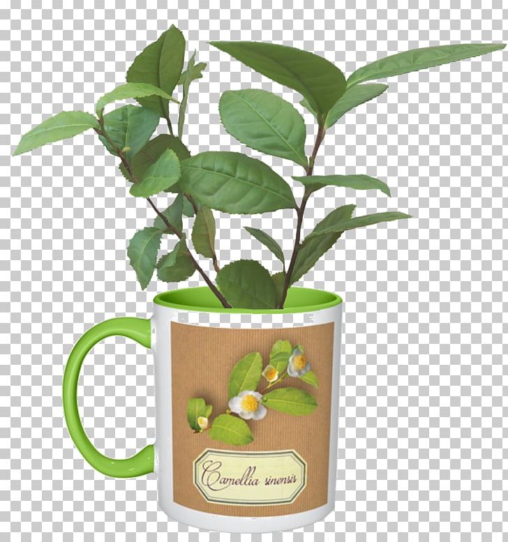 Citrus Herbalism Flowerpot Tree PNG, Clipart, Citrus, Flowerpot, Fruit, Herb, Herbal Free PNG Download