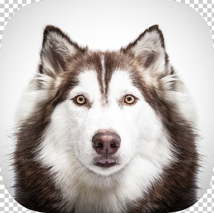 Siberian Husky Alaskan Husky Puppy Alaskan Malamute Pomeranian PNG, Clipart, Animals, Canadian Eskimo Dog, Carnivoran, Dog, Dog Breed Free PNG Download