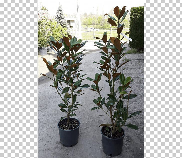 Southern Magnolia Bay Laurel Shrub Plants Silverberry PNG, Clipart, Bay Laurel, Code, Evergreen, Flowerpot, Herb Free PNG Download
