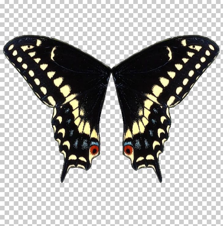 Swallowtail Butterfly Black Swallowtail Wing PNG, Clipart, Arthropod, Avril Lavigne, Battus, Battus Philenor, Black Swallowtail Free PNG Download