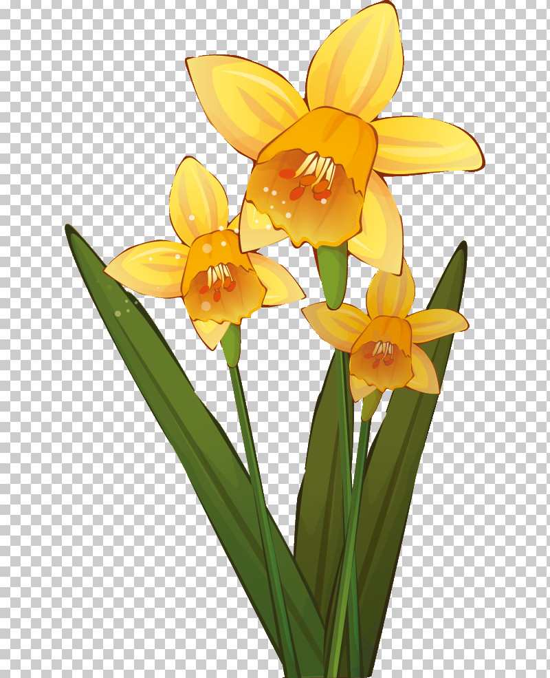 Orange PNG, Clipart, Amaryllis Family, Cattleya, Cut Flowers, Flower, Houseplant Free PNG Download