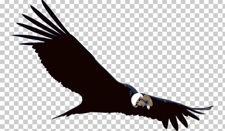 Bird Andean Condor Vulture Colca Canyon PNG, Clipart, Accipitriformes, Andean Condor, Andes, Animal, Animals Free PNG Download