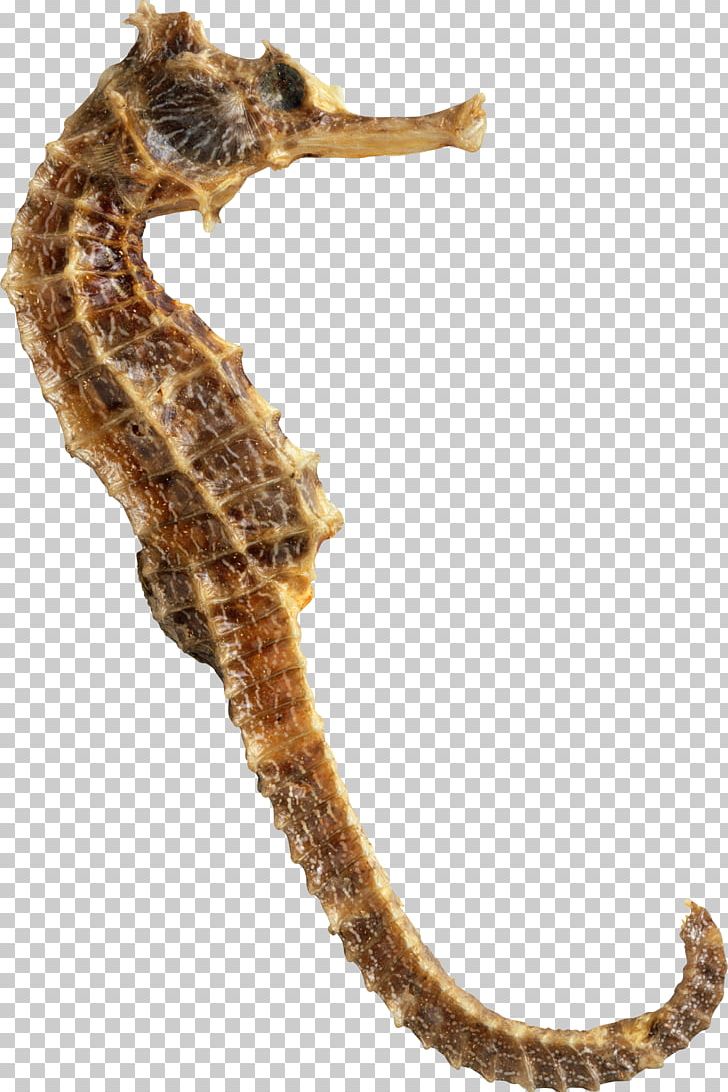 Seahorse PNG, Clipart, Seahorse Free PNG Download