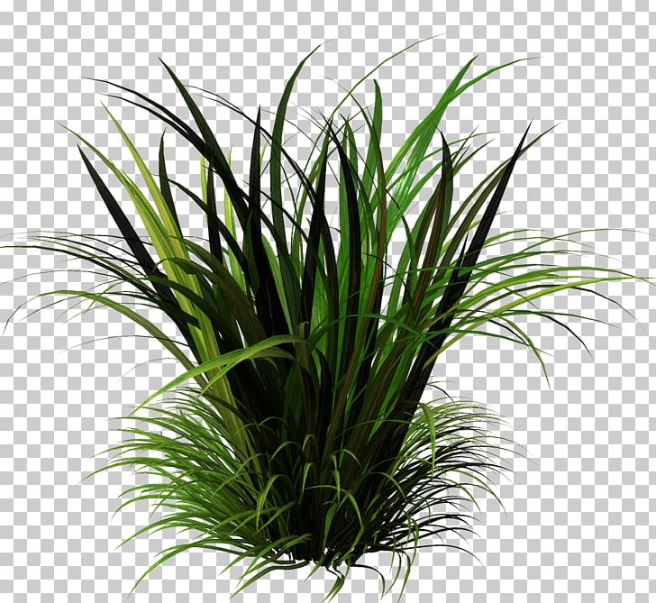 Sweet Grass Herbaceous Plant Lawn Vetiver PNG, Clipart, Aquarium Decor, Arecaceae, Chrysopogon Zizanioides, Flora, Flower Garden Free PNG Download