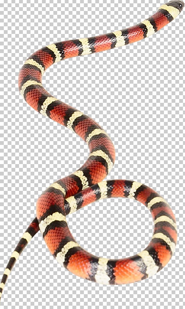 Venomous Snake Vipers Coral Snake Rattlesnake PNG, Clipart, Anaconda, Animal, Animal Bite, Animals, Boas Free PNG Download