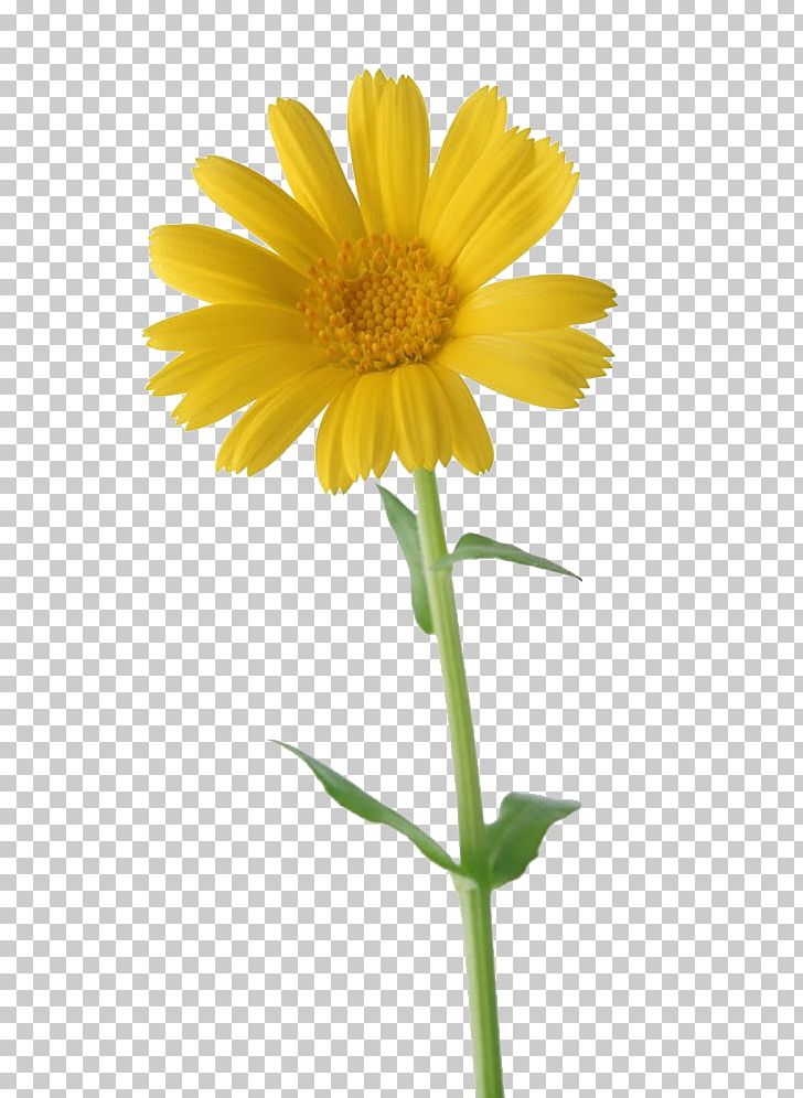 Happiness Thursday Animation PNG, Clipart, Chamaemelum Nobile, Daisy Family, Flower, Flowers, Love Free PNG Download