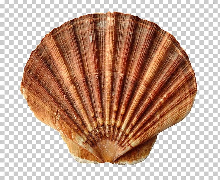 Portable Network Graphics Seashell Transparency PNG, Clipart, Animals, Clam, Clams Oysters Mussels And Scallops, Cockle, Conch Free PNG Download