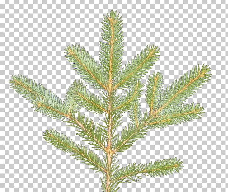 Spruce Larch Evergreen PNG, Clipart, Branch, Conifer, Evergreen, Fir, Larch Free PNG Download