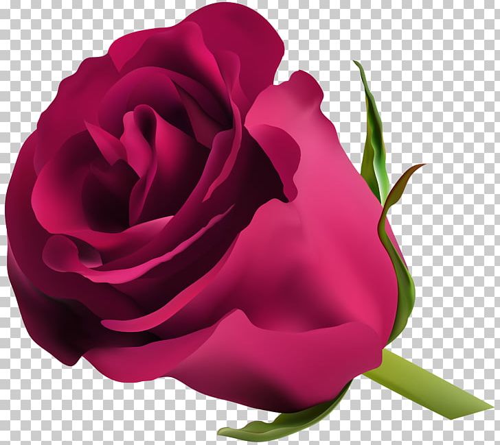 Blue Rose Flower PNG, Clipart, Blue, Blue Rose, China Rose, Clipart, Clip Art Free PNG Download