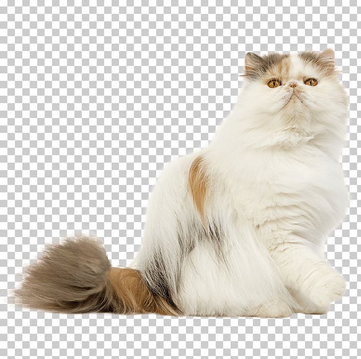 Persian Cat Maine Coon Pixie-bob British Shorthair American Shorthair PNG, Clipart, Animals, Asian Semi Longhair, Breed, British Semi Longhair, Burmese Cat Free PNG Download