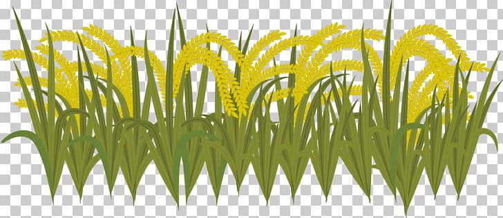 Sweet Grass Yellow Wheatgrass Commodity Plant Stem PNG, Clipart, Coffee Time, Farming, Farmland, Field, Food Free PNG Download
