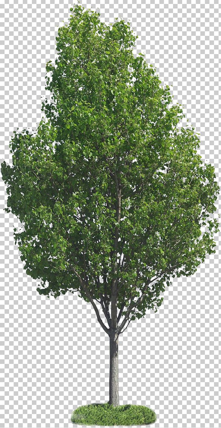 Tree PNG, Clipart, Branch, Desktop Wallpaper, Download, Evergreen, Leaf Free PNG Download